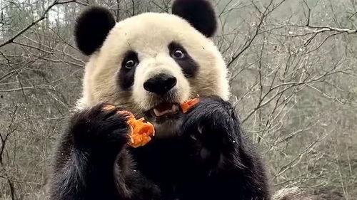 娱乐吃瓜大熊猫视频下载